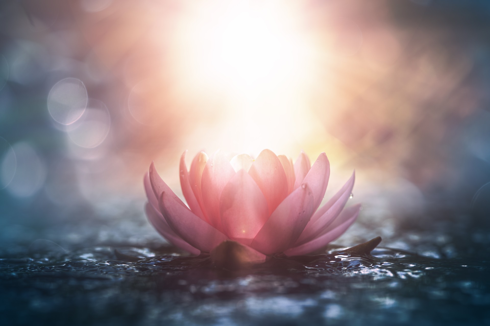 lotus flower in water with sunshine